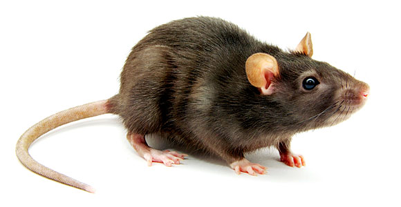 rat-580x300