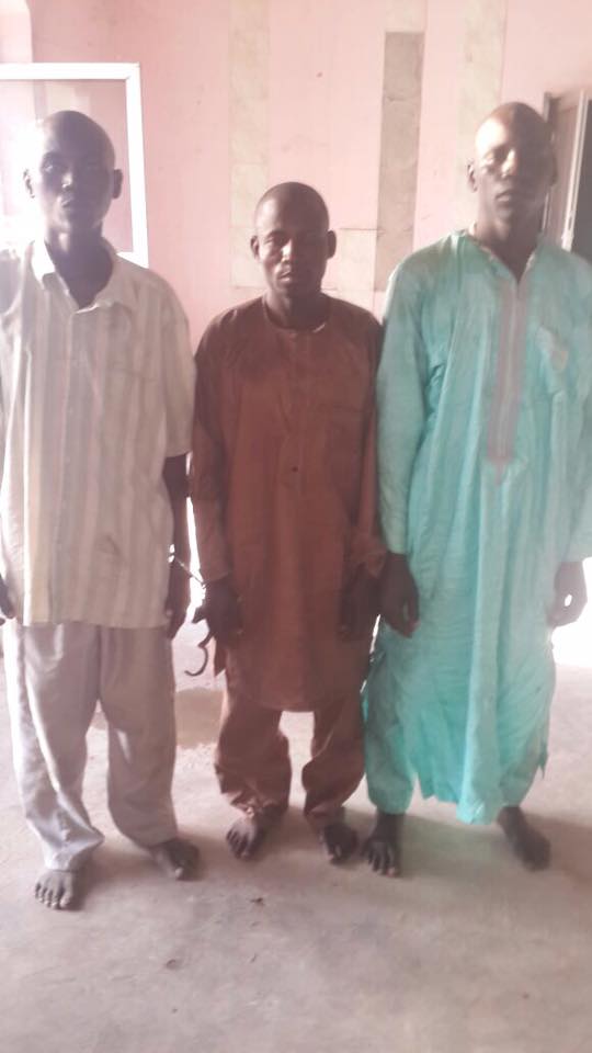 cattle-boko-haram