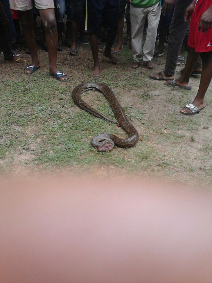 unizik snake