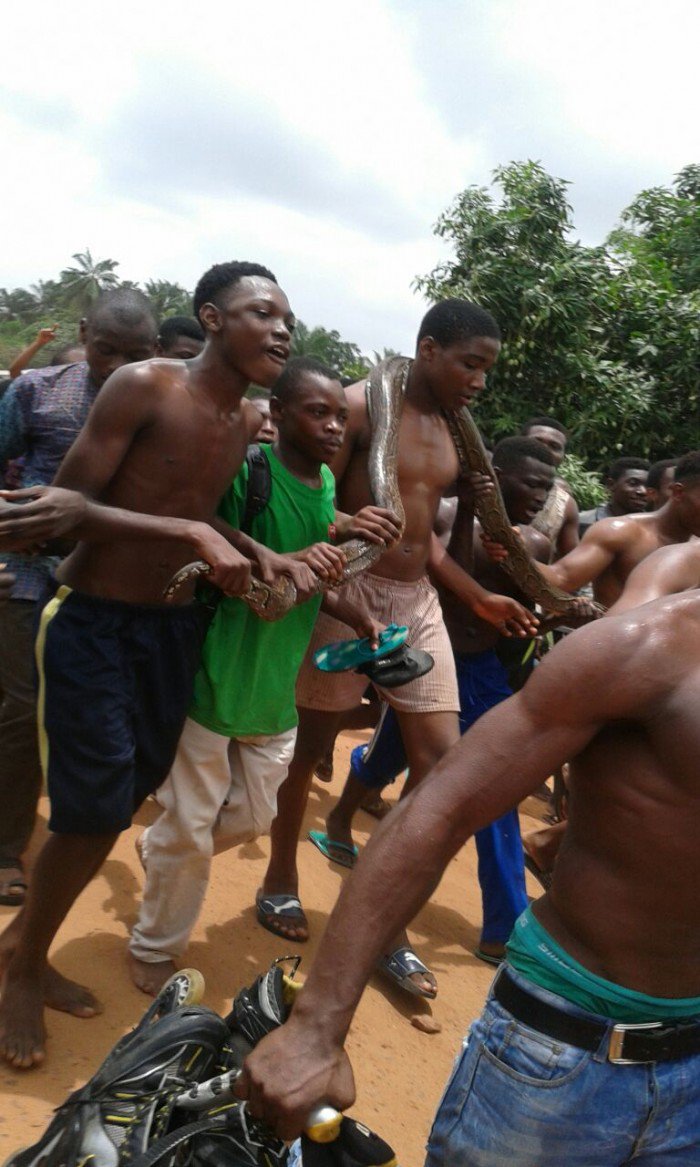 unizik snake1