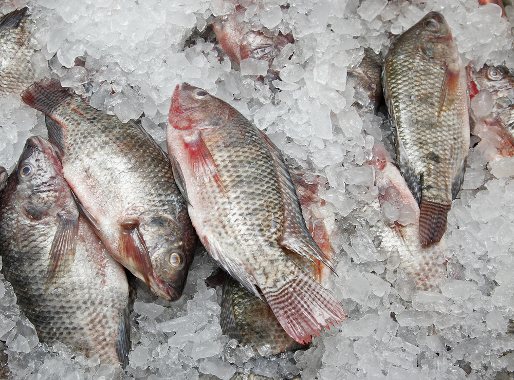 Smugglers Flood Nigeria With Harmful Frozen Fish – FG