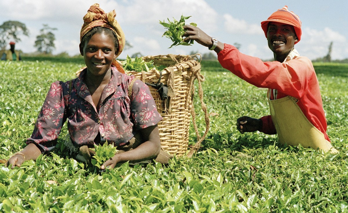 Agriculture-in-Nigeria