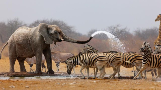 Wildlife-640x360