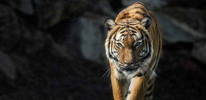 TIGER