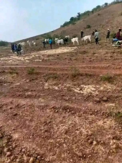 18 Cows Die After Grazing On Fumigated Farmland In Riyom Plateau